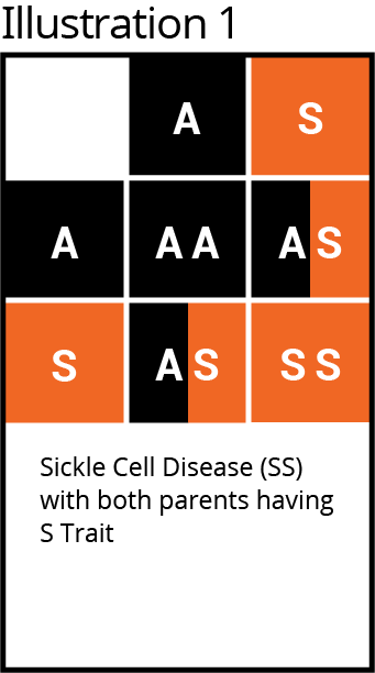 Punnet square, 3x3 grid, Sickle Cell Disease (SS); Parent A & S traits; pattern: A, S, A, AA, AS, S, AS, SS.