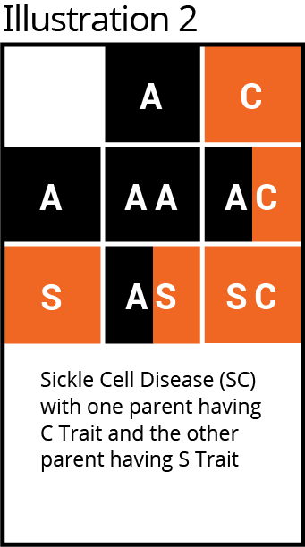 Punnet square, 3x3 grid, Sickle Cell Disease (SC); Parent C & S traits; pattern: A, C, A, AA, AC, S, AS, SC.
