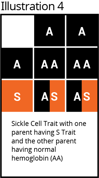 Punnet square, 3x3 grid, Sickle Cell Trait; Parent S Trait & AA; pattern: A, A, A, AA, AA, S, AS, AS.