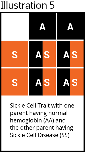 Punnet square, 3x3 grid, Sickle Cell Trait; Parent AA & SS; pattern: A, A, S, AS, AS, S, AS, AS.
